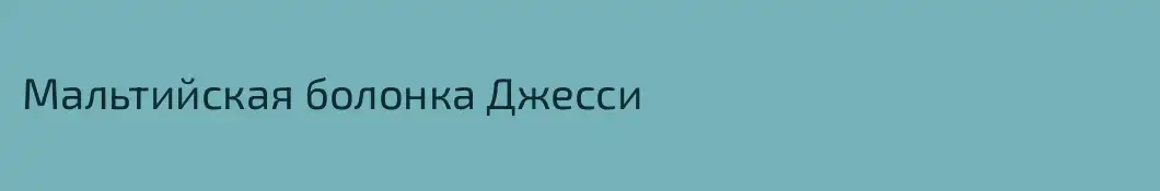 Мальтийская болонка Джесси